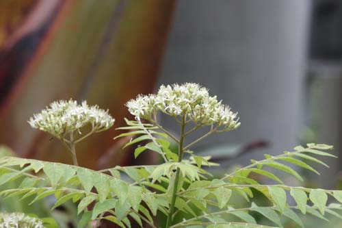 オオバゲッキツ