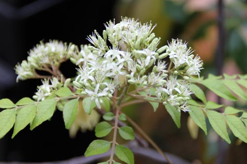 オオバゲッキツ